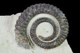 Early Devonian Ammonite (Anetoceras) - Tazarine, Morocco #154311-1
